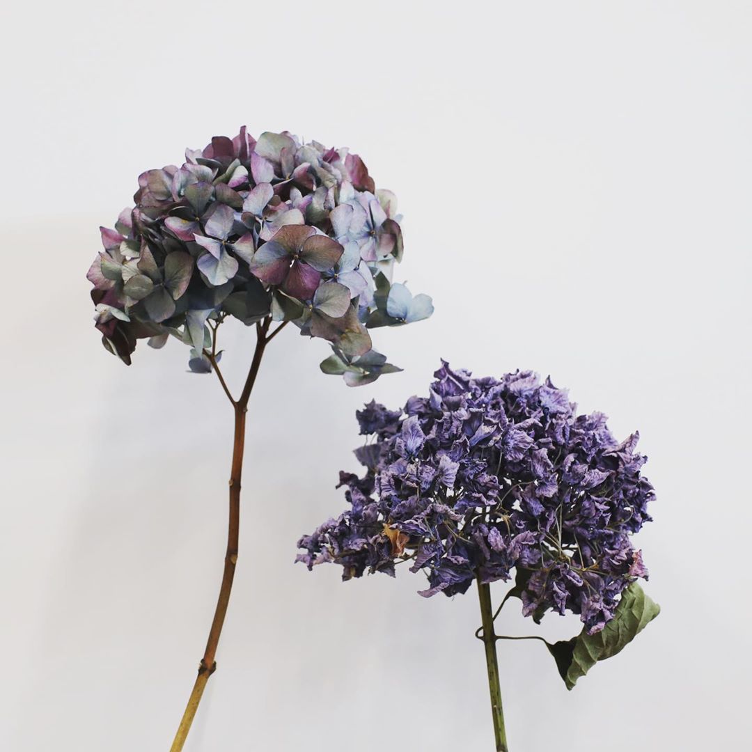 例えばこの紫陽花は、パリっと乾燥したもの（左）と、くしゅっとドライになったもの（右）。どちらも同じ紫陽花ですが、違うのは水分量。どちらもそれぞれに味わいがあって美しいドライに仕上がっています。