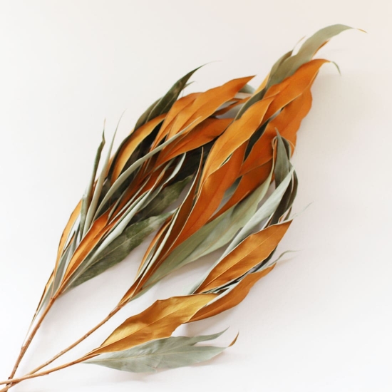 グレビレアは、ドライフラワーになると表が淡いグリーン、裏がオレンジ色になる、という珍しい葉が特徴。葉、1枚1枚大きいのでそのままでも十分な存在感がありますよ。ただし、乾燥すると葉が取れやすいので、ご注意を。