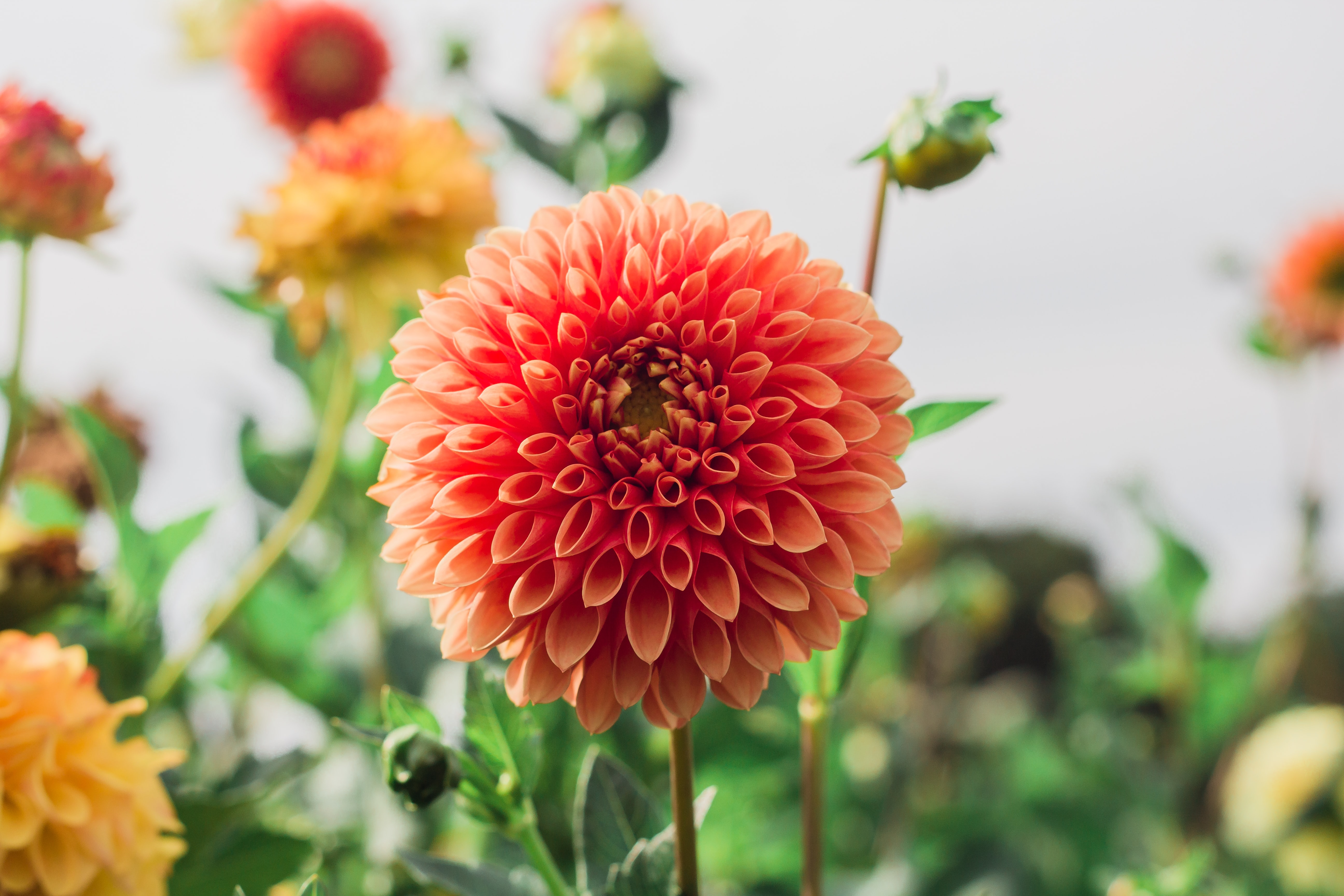 秋らしい花で部屋を彩ろう。今だから楽しめるおすすめのお花9種 | goodroom journal