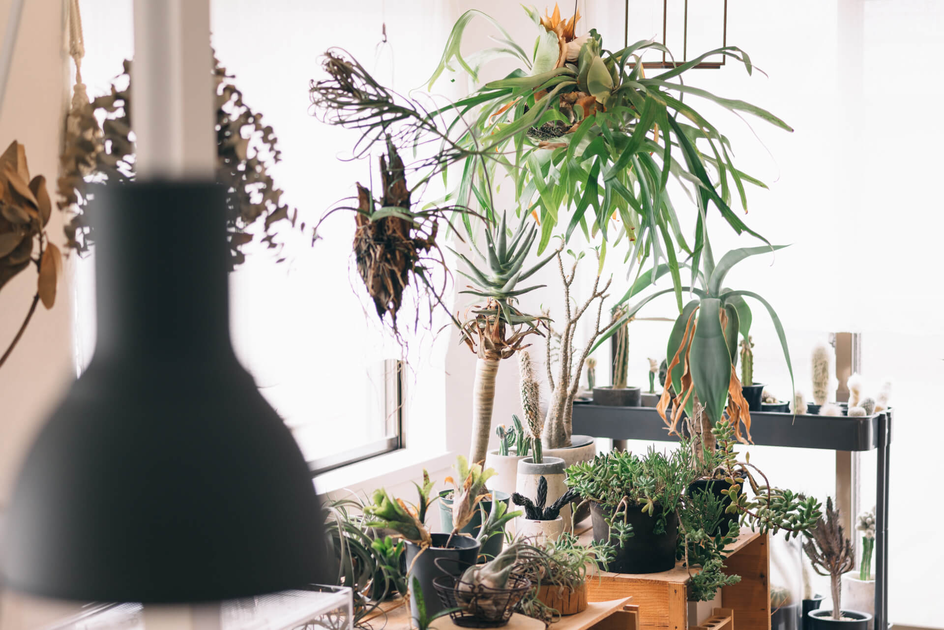 goodroom のリノベーション賃貸「TOMOS（トモス）」に暮らす、Atsushiさんのお部屋。ゆっくりと生長するサボテンや多肉植物を中心に、たくさんの珍しい植物が集まるリビングは圧巻です。