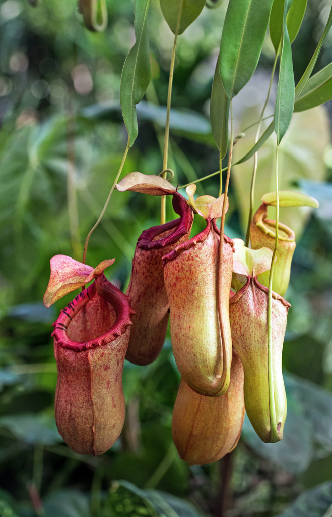 代表的な食虫植物で、つぼ型の部分は捕虫器といって、葉が変化したもの。寒さにも弱く、栽培の難易度が比較的高い植物です。根が弱いため、水ゴケを使用し生長させます。