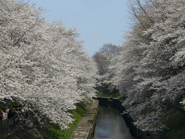 お部屋近くには豪勢な桜並木のある公園も。お花見の季節が待ち遠しくなっちゃいますね。