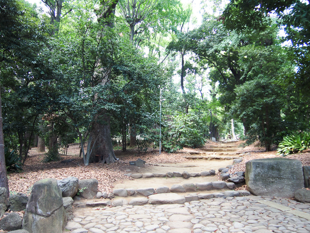 都心でありながら広い草地やケヤキ並木、展望デッキがある代々木公園。付近にはオシャレなお店も多く、ランチの前後にぶらりと訪れるのも良さそう。