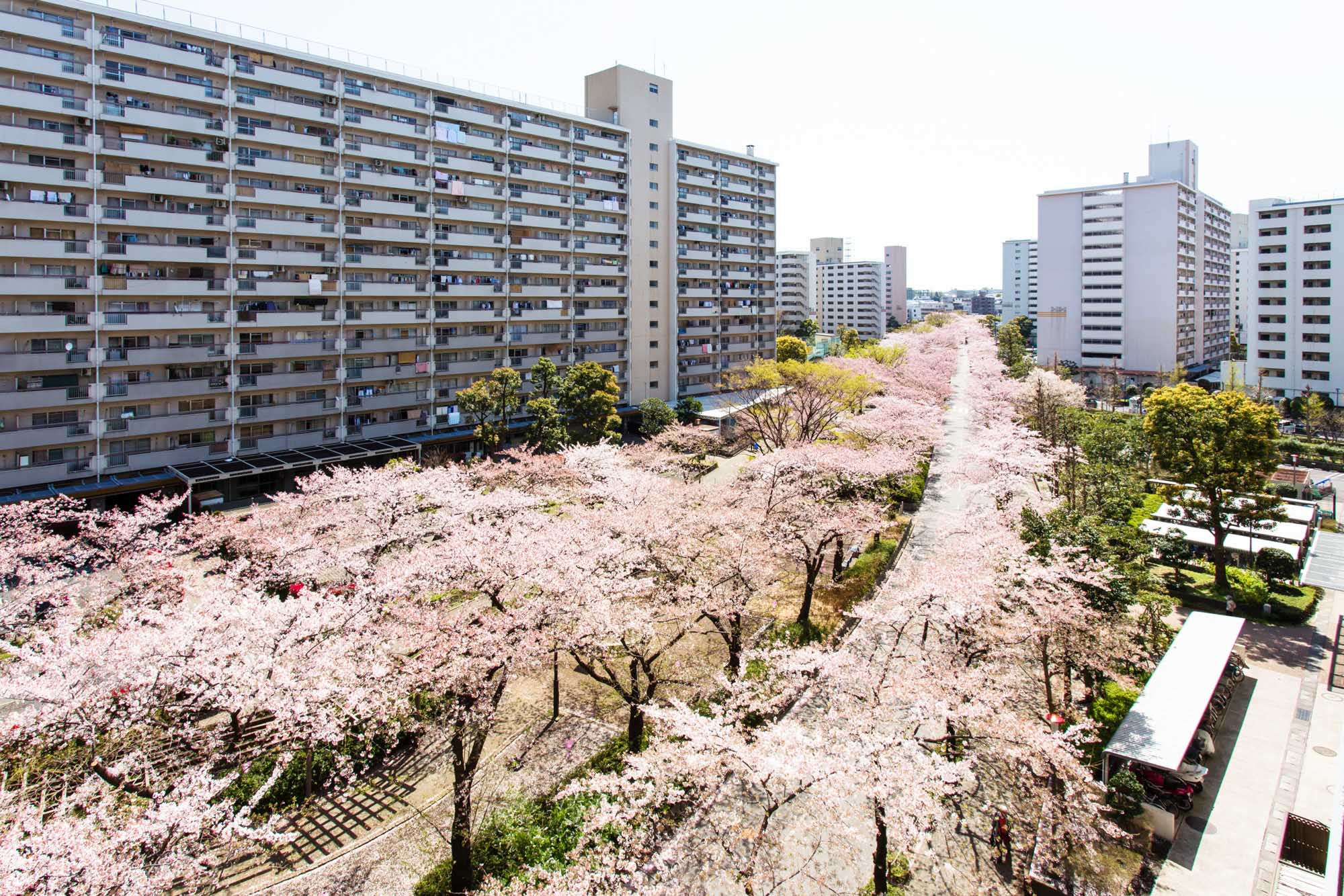 団地の敷地内には、春になるとこんなに立派に花を咲かせる桜並木もあります。満開の季節が楽しみになりますね。