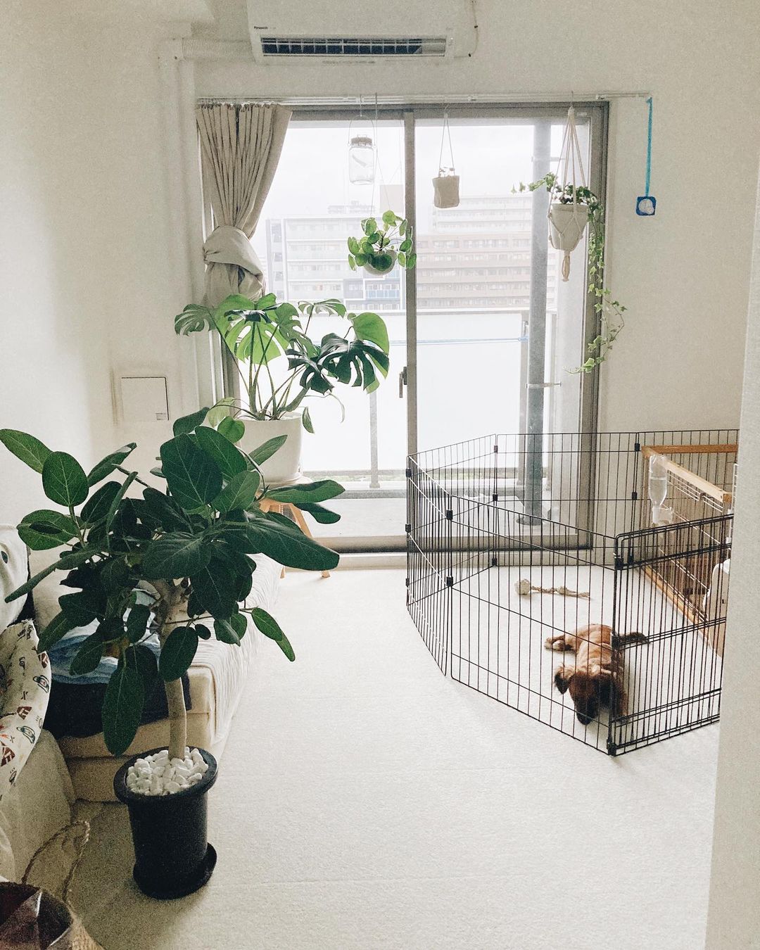 犬と植物と暮らす。小さな6畳の一人暮らしインテリア | goodroom journal