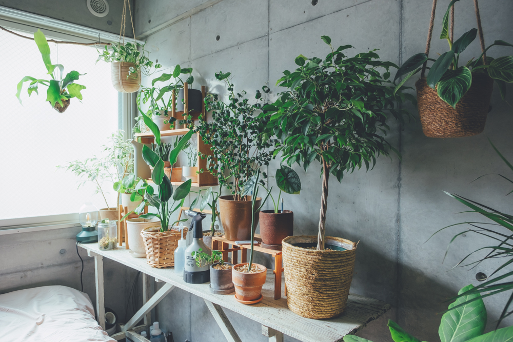 今では35種類ほどの植物を住まいで育てられているmikkoさん。住まいの中でも多くの日が入る窓際の空間も、今では植物のためのスペースとして活用されていました。