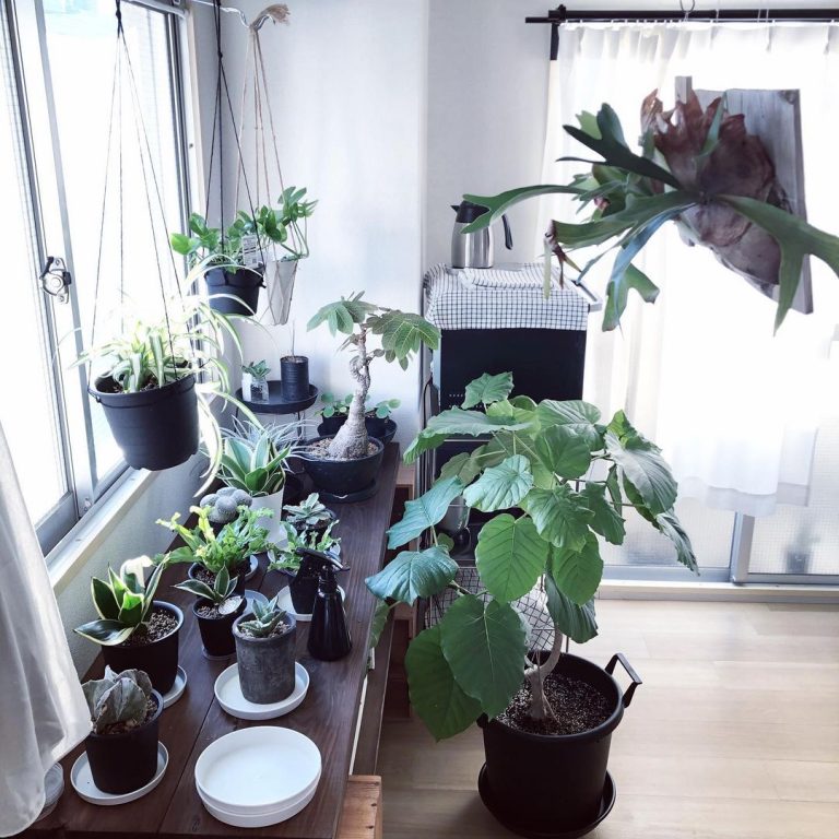 小さなお部屋でもグリーンを楽しもう。おしゃれな植木鉢・プランターのあるお部屋まとめ | goodroom journal