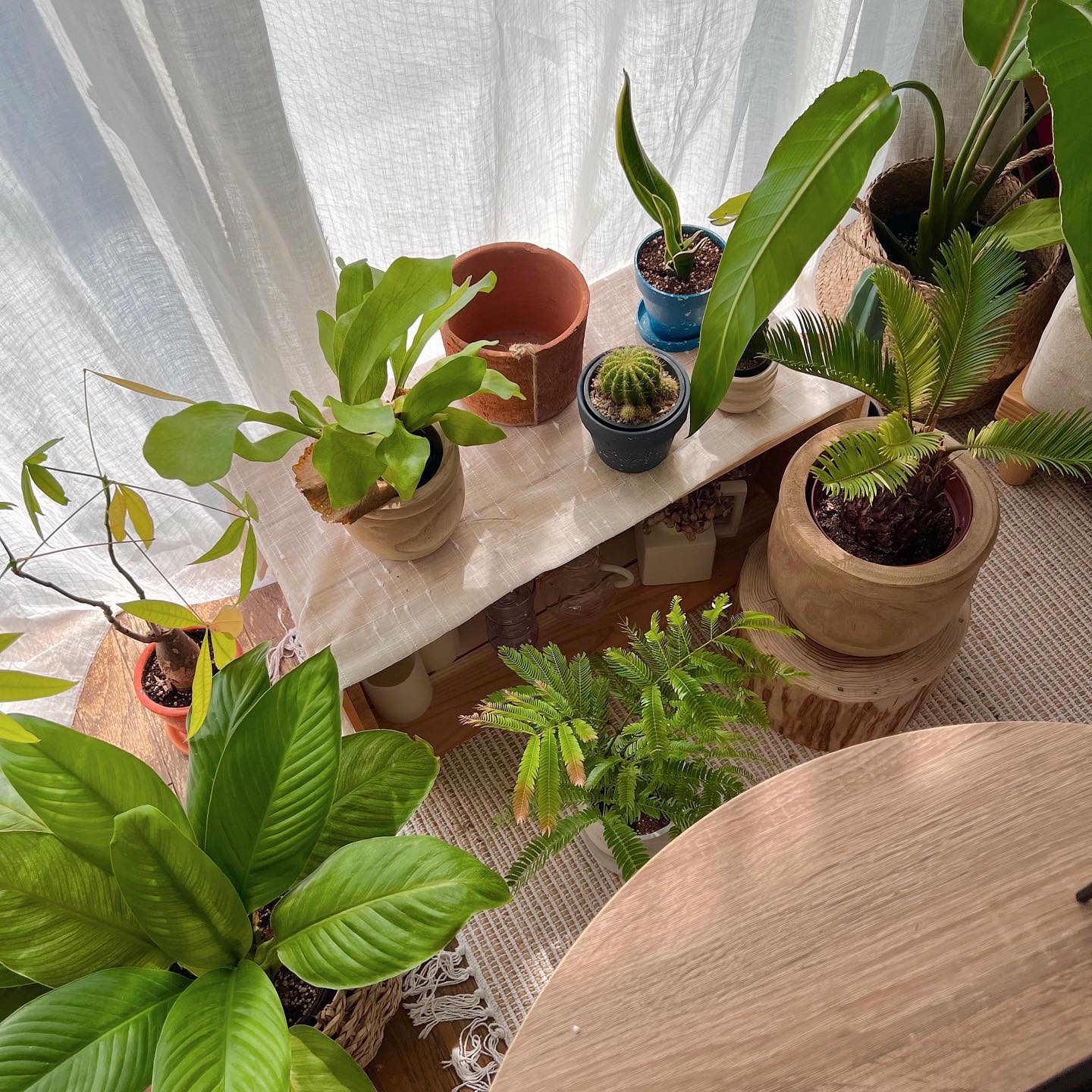 たくさんの観葉植物も、すべて窓際に集合。テーブルのすぐ横にあるので、仕事のときにも目に入って、元気をくれます。