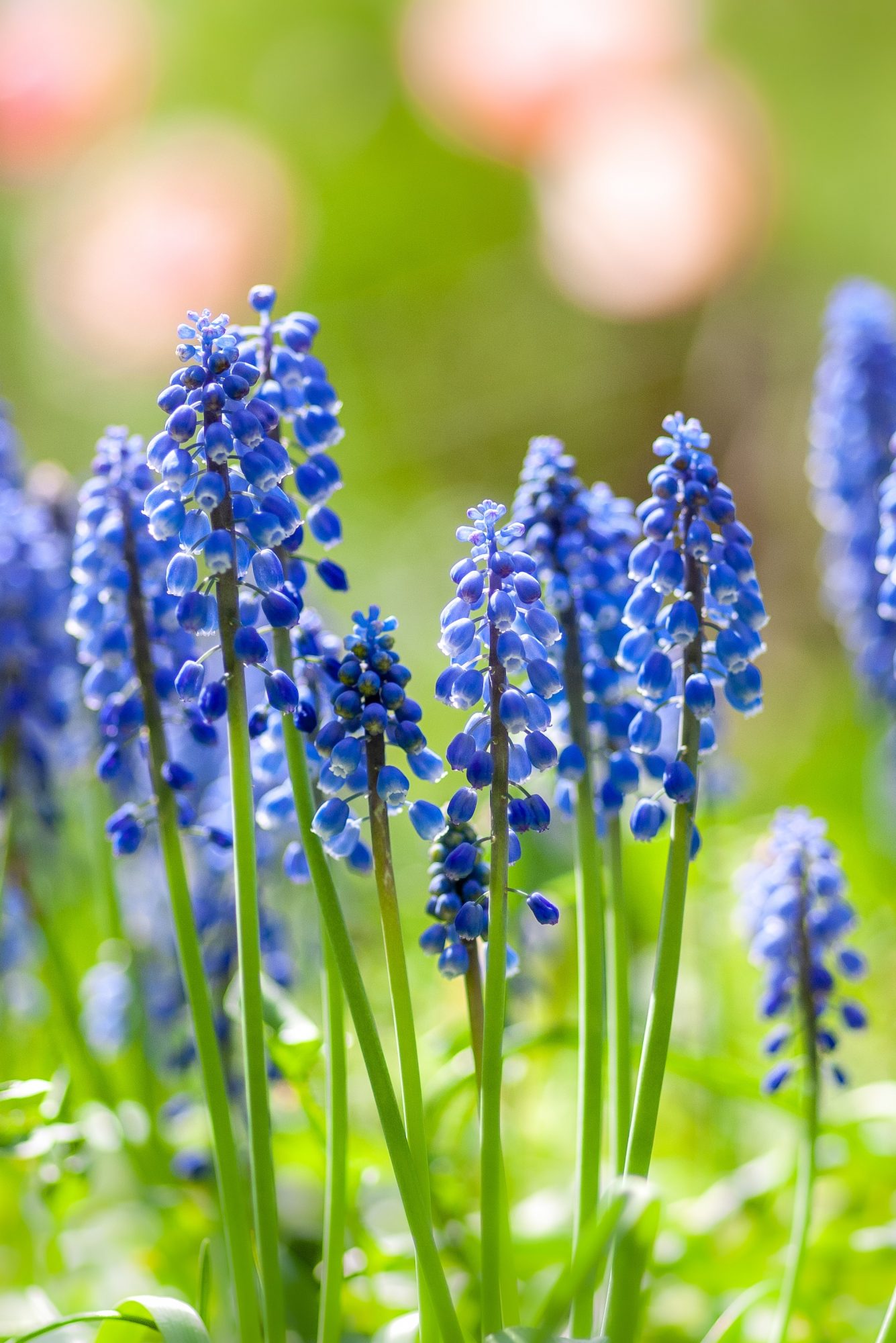 ムスカリはぶどうのような形をした青い小花を咲かせる多年草。冬の寒さにも夏の暑さにも強い、ほったらかしで毎年咲く花として寄せ植えにおすすめです。キッチンやダイニングテーブルなどに、ジャムの瓶などにたっぷりのムスカリをサッと生けるだけで、素敵なインテリアになりますよ。