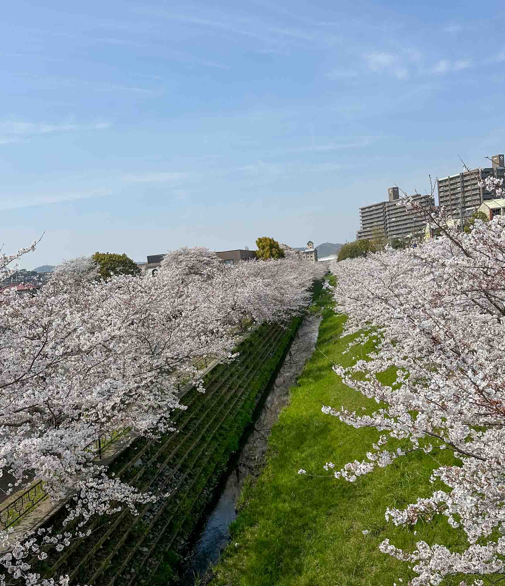 こちらは、お散歩コースのある「志井川」。春は桜が楽しめ、夏にはホタルがたくさん集まる綺麗な川です。（Tさん撮影）