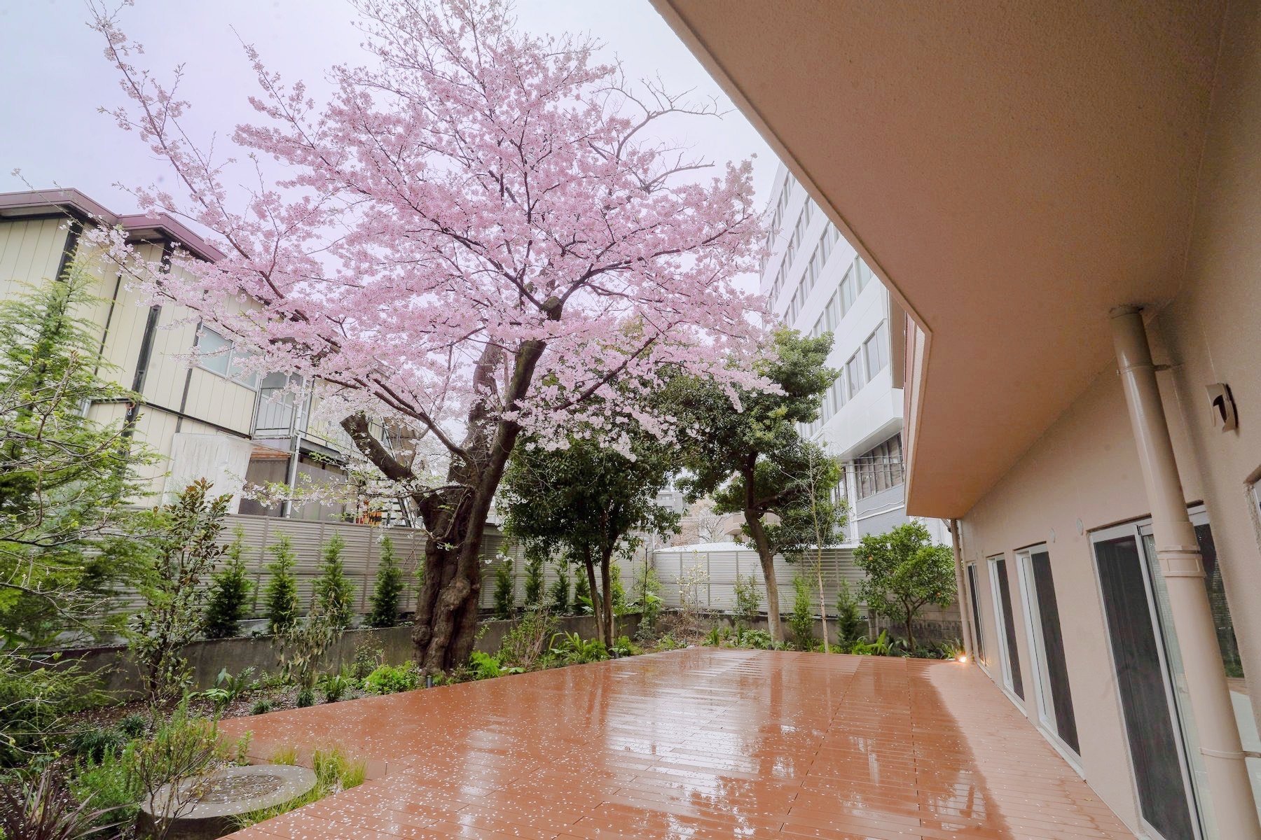 1階の魅力は、カフェの前に広がる広大なウッドデッキ！お庭に咲き誇る大きな桜の木を活かした、素敵な空間になりました。（写真は工事中に撮影）