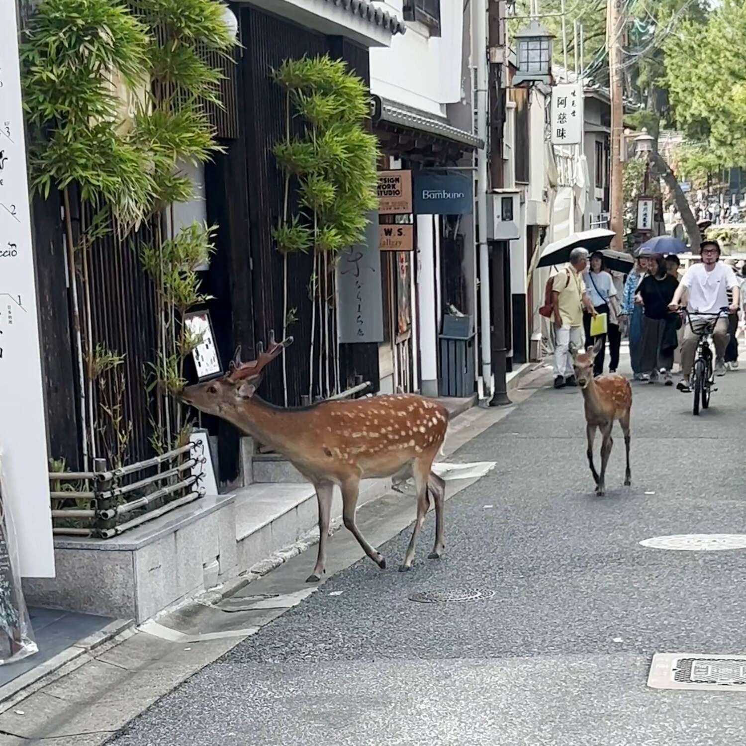 旅好きミニマリストが「奈良」にはまった3つの理由。じっくり自分と向き合える場所